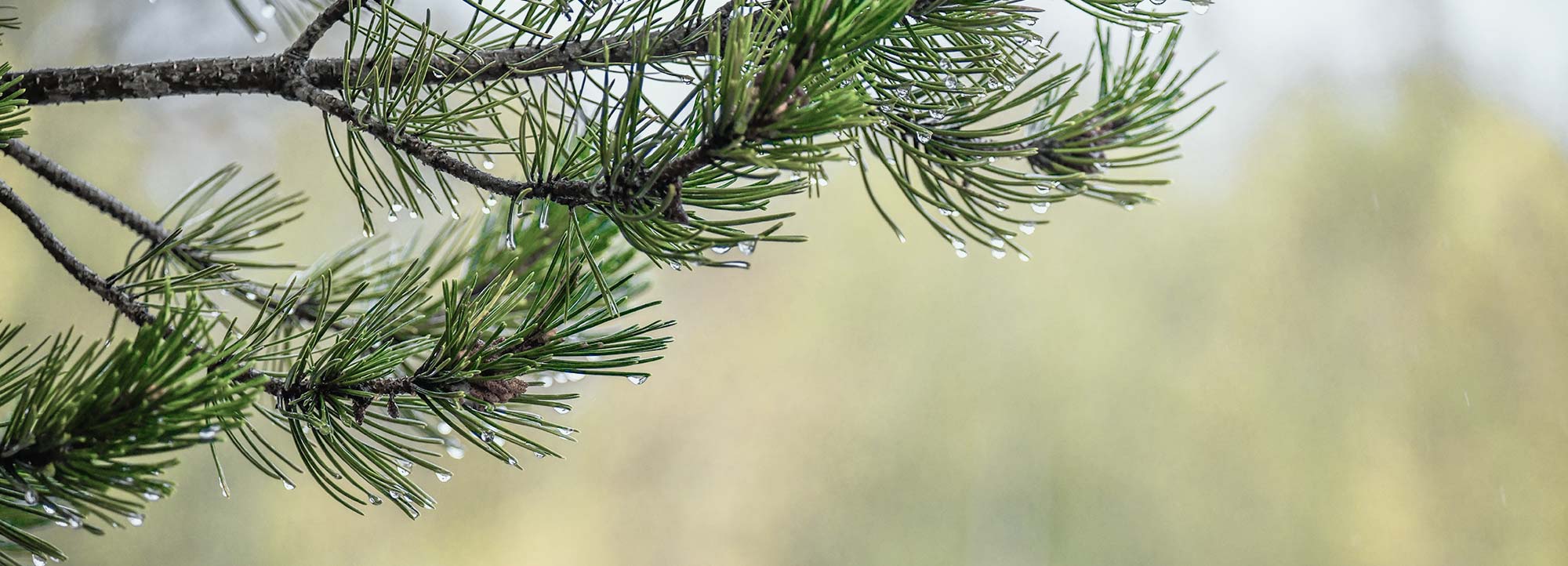 Fichtenzweig im Regen